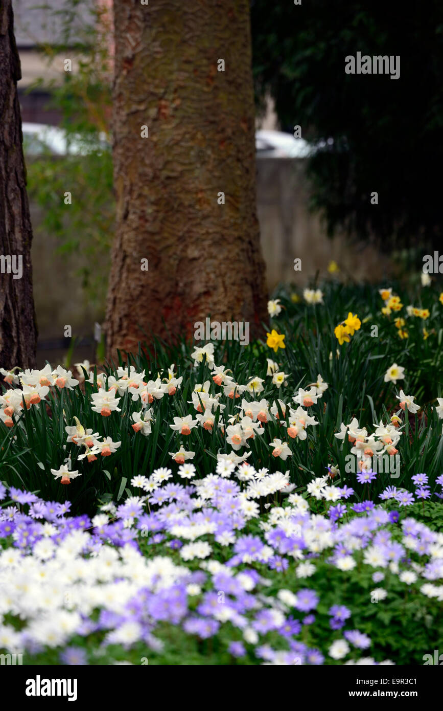 Narcissus bell song blanda anemone sfumature di blu mix piantando mescolato bianco schema schema colori blu RM combinazione floreale Foto Stock