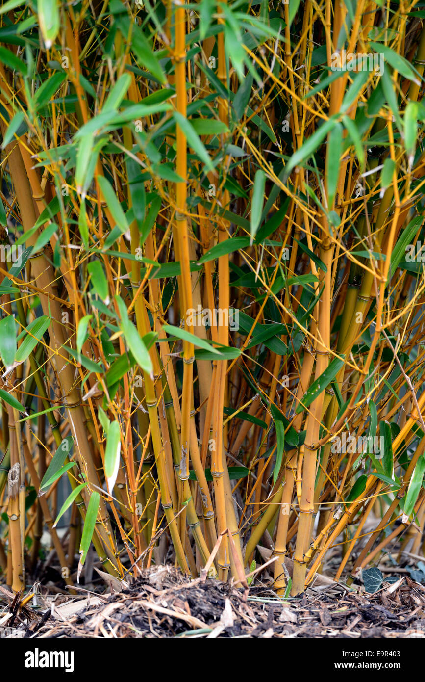 Phyllostachys aureosulcata bamboo giallo oro Cina Bronzo ammassarsi  evergreen giardinaggio giardino pianta bambù densa floreale RM Foto stock -  Alamy