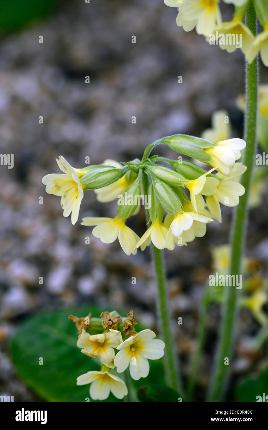 Primula elatior oxlip vero oxlip bassa crescita piante erbacee perenni lampada per piante fiori gialli primrose RM Floral Foto Stock