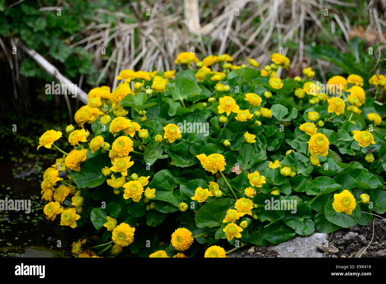 Ranunculus ficaria flore pleno Botton d'oro fiore fiori celandine doppia pileworts Pilewort pond pondside bog impianto Foto Stock