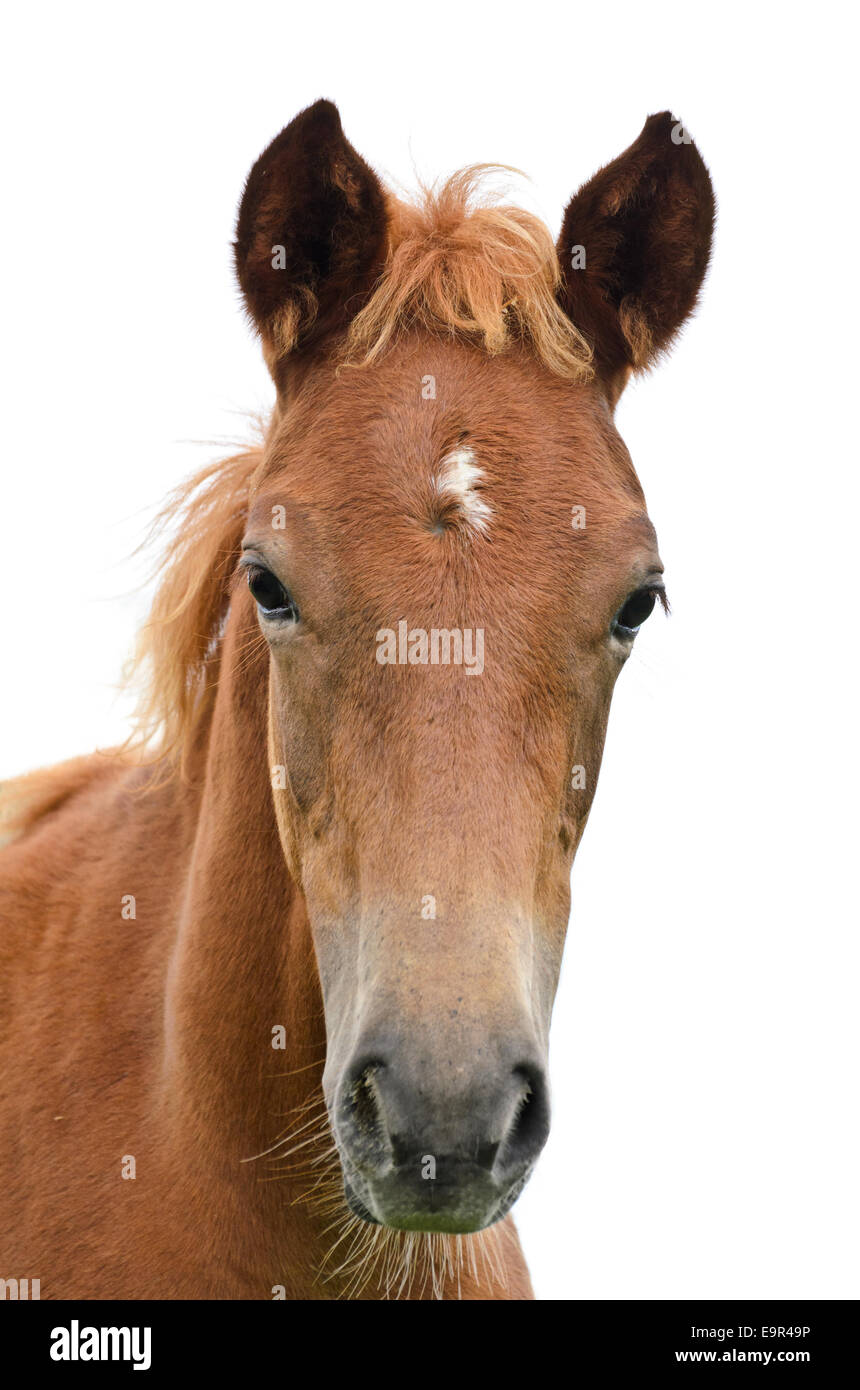 Parte anteriore della testa di cavallo isolato su bianco Foto Stock