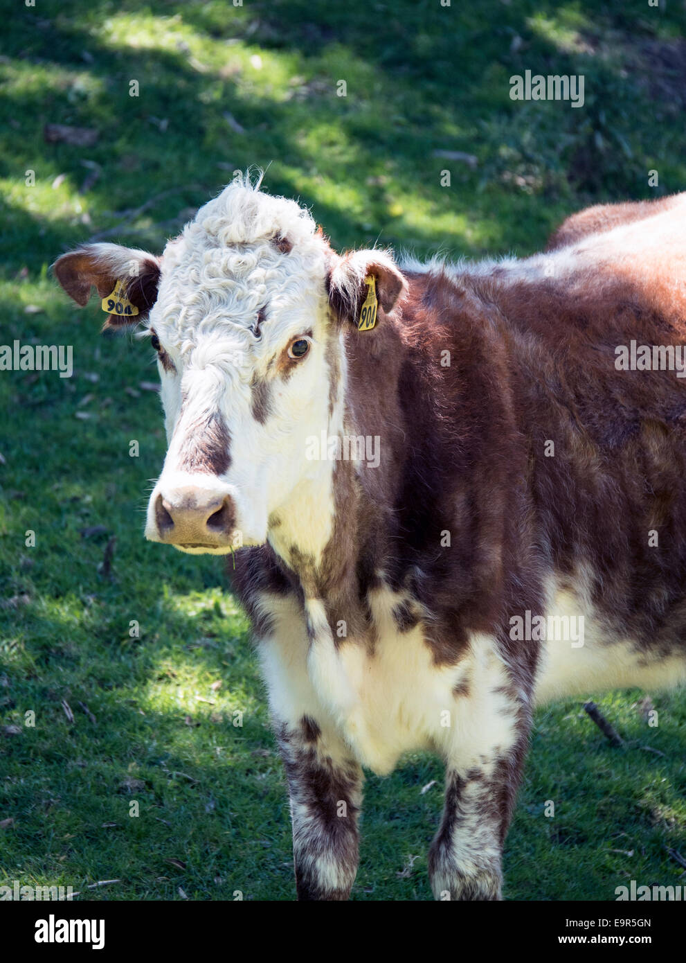 Marrone e bianco mucca, Colville, Penisola di Coromandel, Nuova Zelanda Foto Stock
