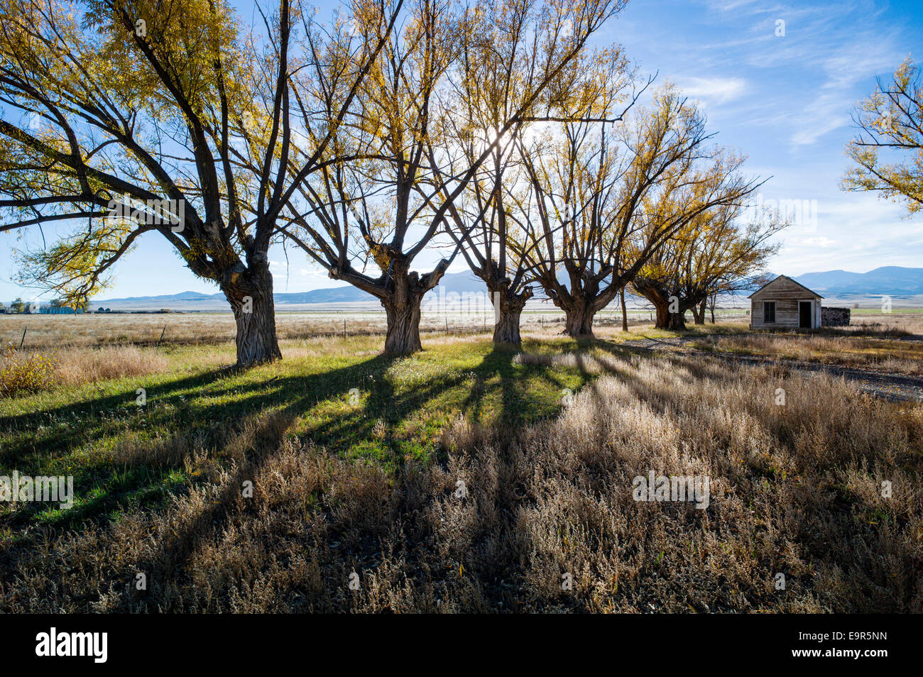 Fremont's pioppi neri americani gli alberi su ranch abbandonati, Monte Vista National Wildlife Refuge, Central Colorado, STATI UNITI D'AMERICA Foto Stock