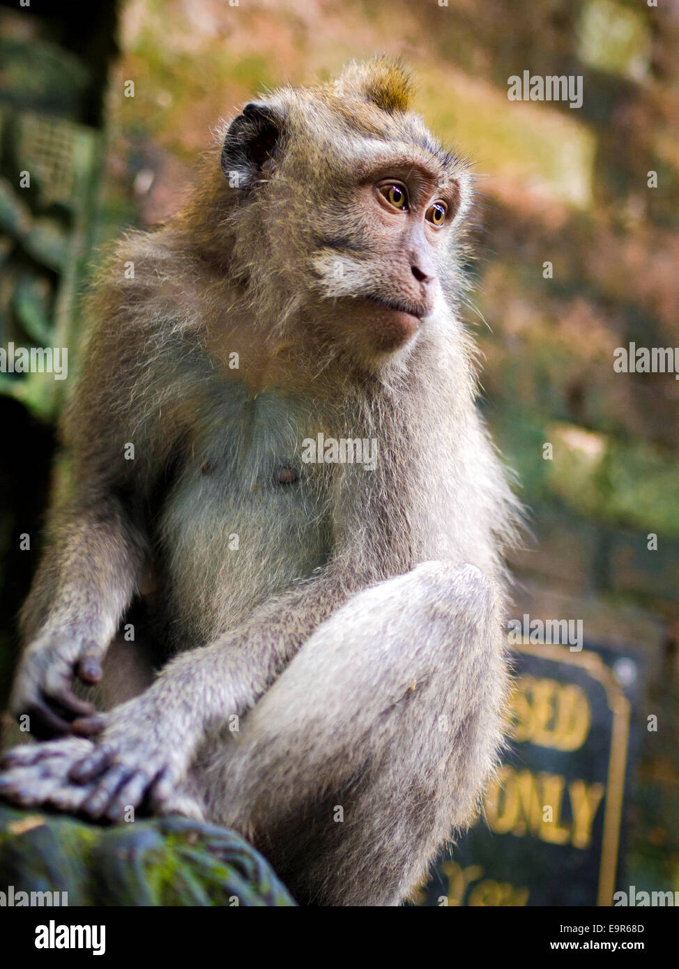Scimmia Rhesus nel Santuario della Foresta delle Scimmie in Ubud, Bali, Indonesia. Foto Stock