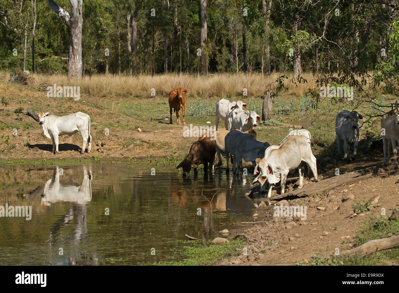 Allevamento di brown & bovini bianchi in una compensazione da boschi di bere e di riflesso in acque tranquille del fiume in outback australiano Foto Stock