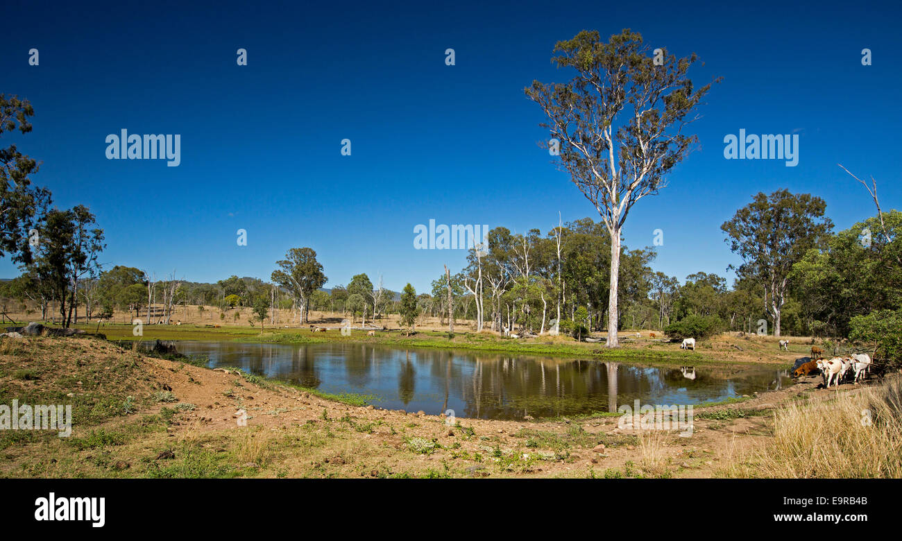 Paesaggio australiano, bovini dal lago orlati con erba verde durante la siccità, alberi e cielo blu riflessa in acqua calma Foto Stock