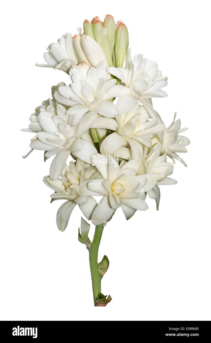 Cluster di spettacolare bianco crema profumata fiori e boccioli di  Polianthes tuberosa - tuberosa contro il bianco sullo sfondo a trama Foto  stock - Alamy