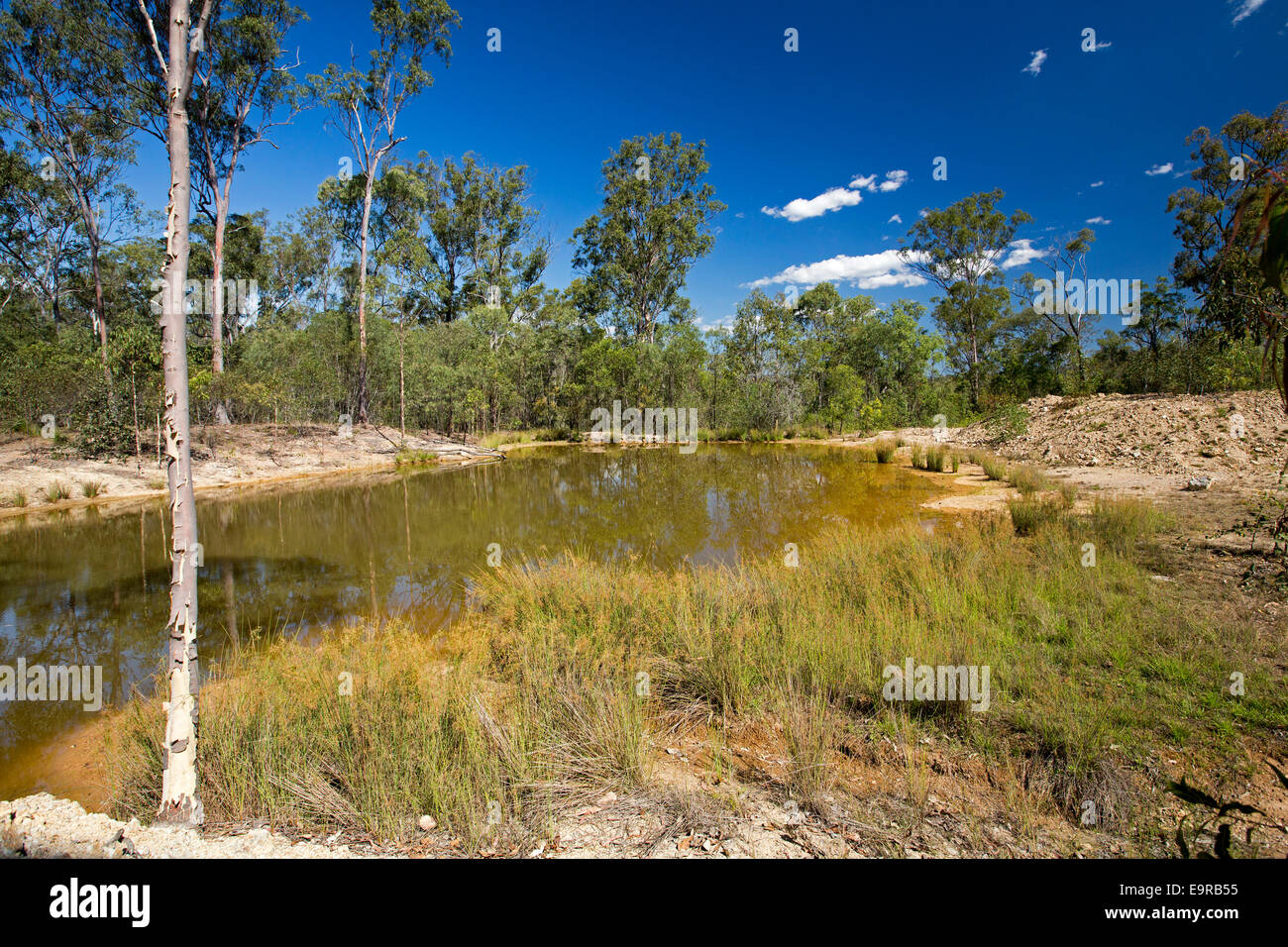 Outback australiano paesaggio con piscina di acqua tra boschi e alte erbe e sotto il cielo blu dopo la pioggia Foto Stock
