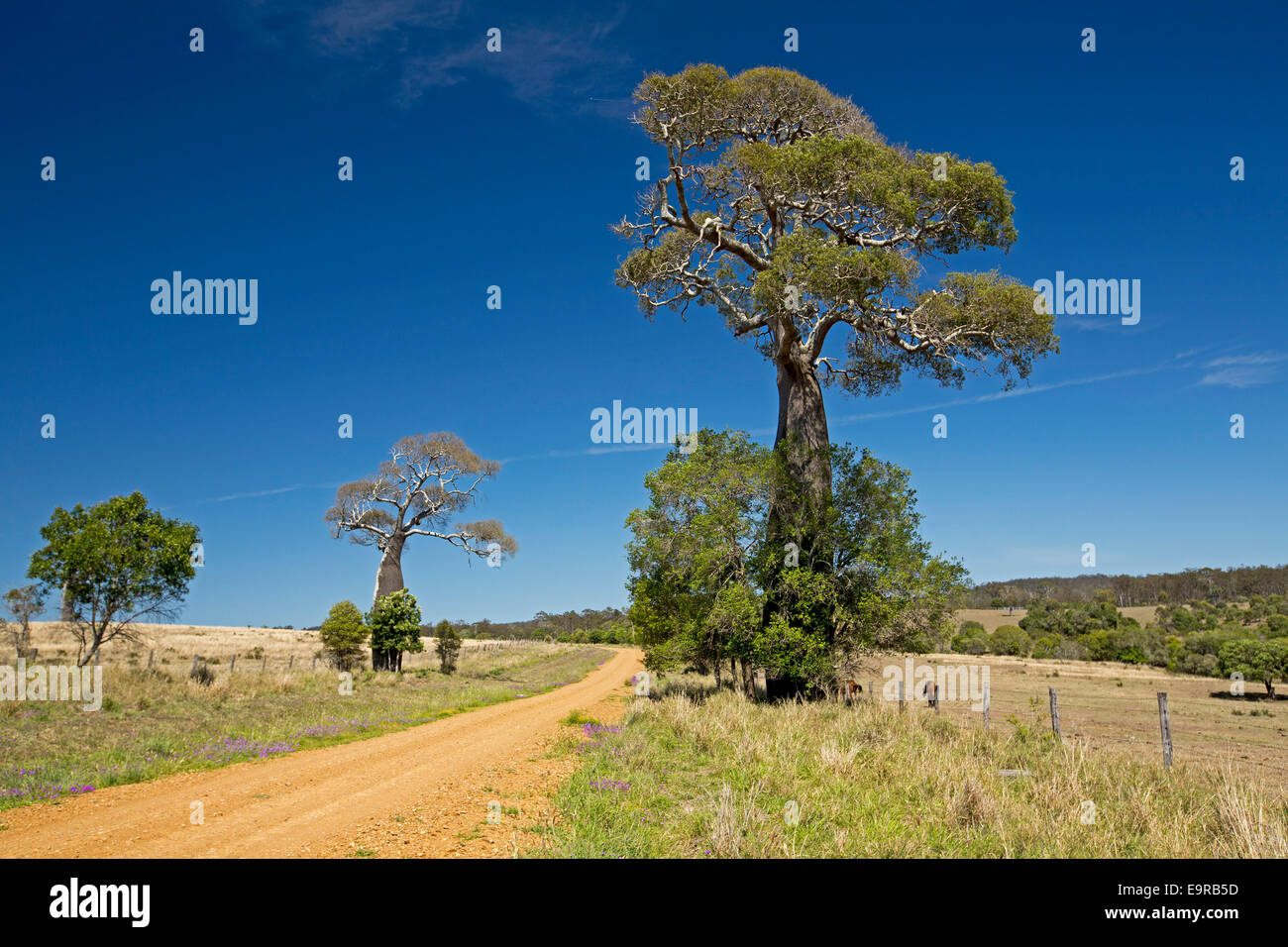 Stretta strada sterrata attraverso il paesaggio australiano con bottiglia nativo alberi, Brachychiton rupestris, raggiungendo dalle pianure di cielo blu Foto Stock