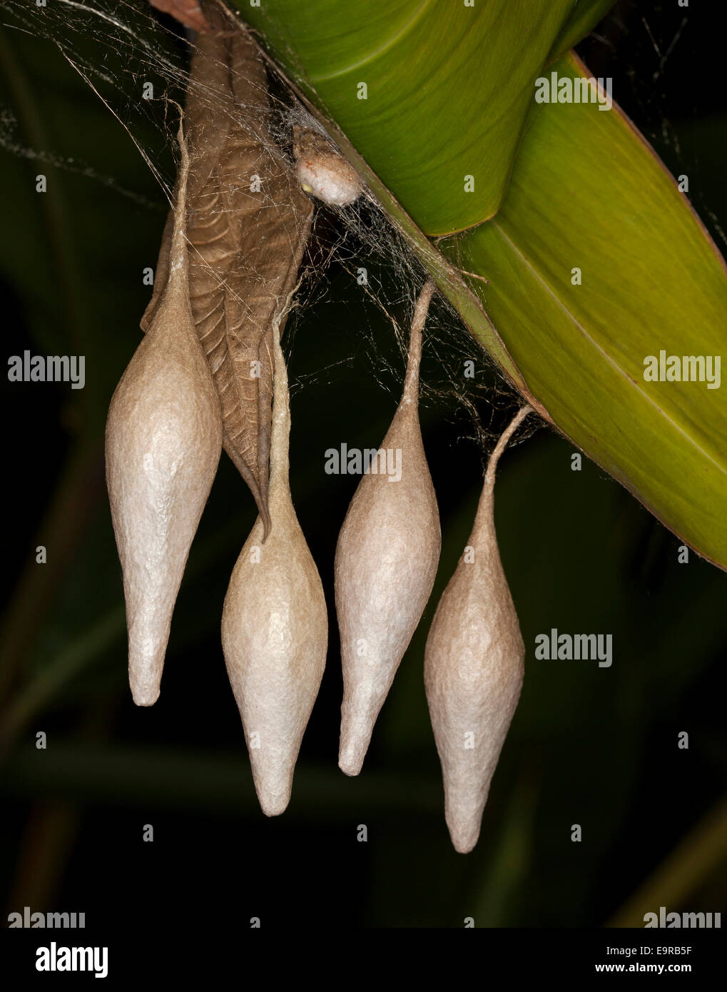 Insolito lungo uovo scolpito sacs, creato dal filo di seta da Australian bolas spider, Ordgarius magnifico appeso da foglia su sfondo nero Foto Stock