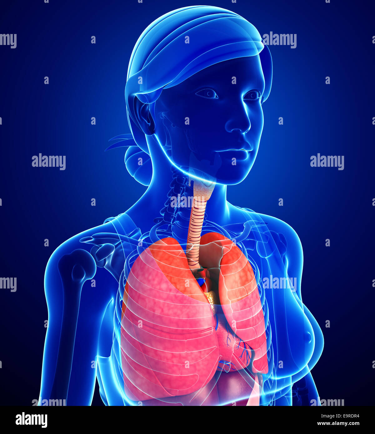 Illustrazione della femmina del sistema respiratorio Foto Stock