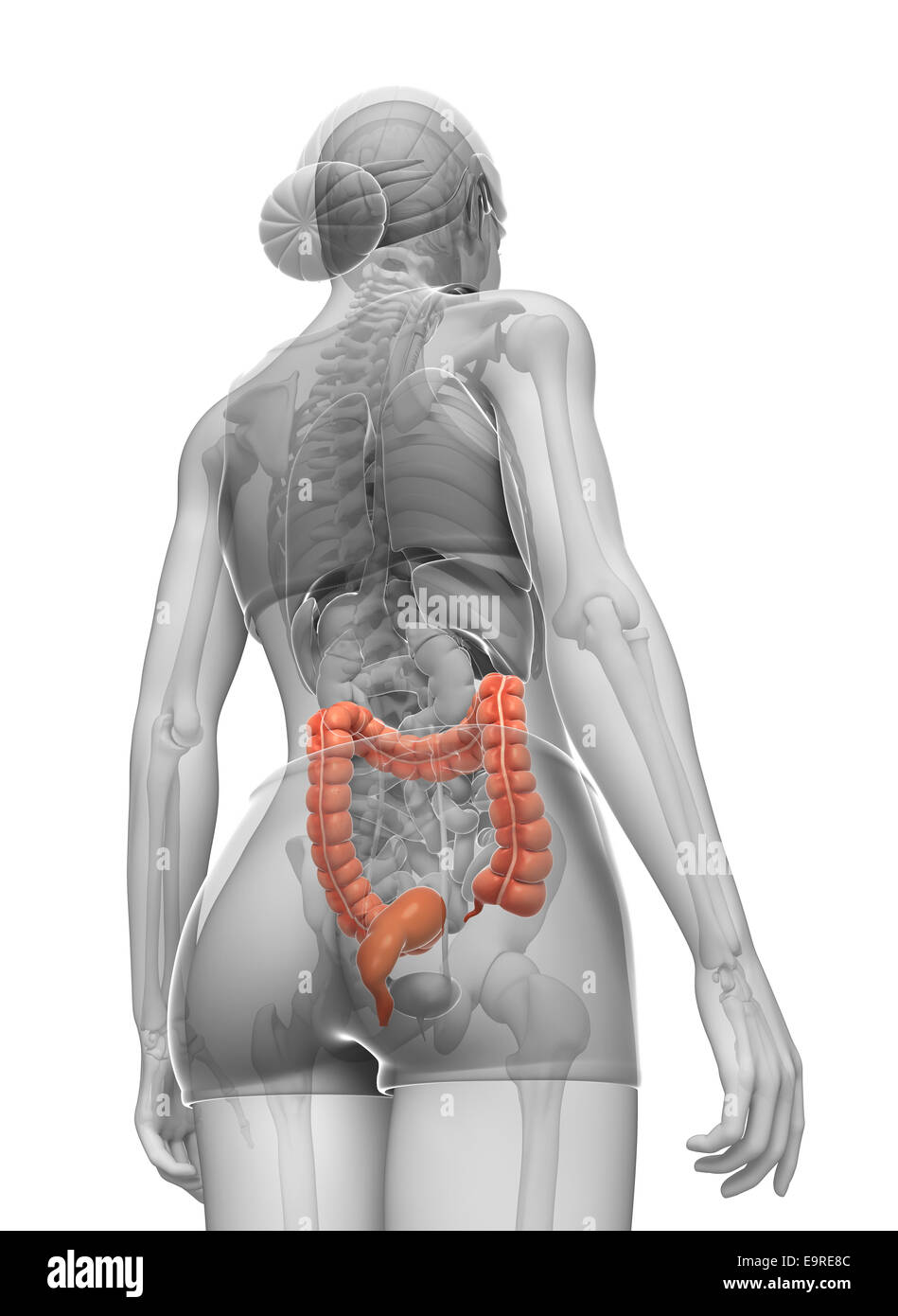 Illustrazione della femmina di intestino crasso anatomia Foto Stock