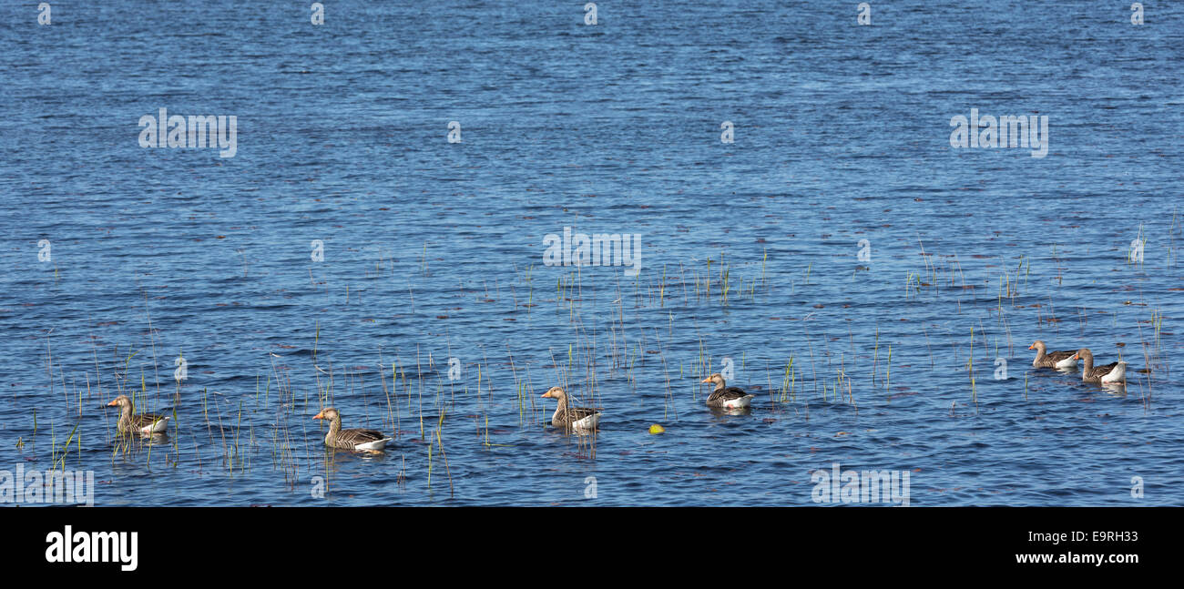 Famiglia di Graylags - wild Graylag oche e goslings, Anser anser, sul Loch Rea in Coigach regione delle Highlands scozzesi Foto Stock