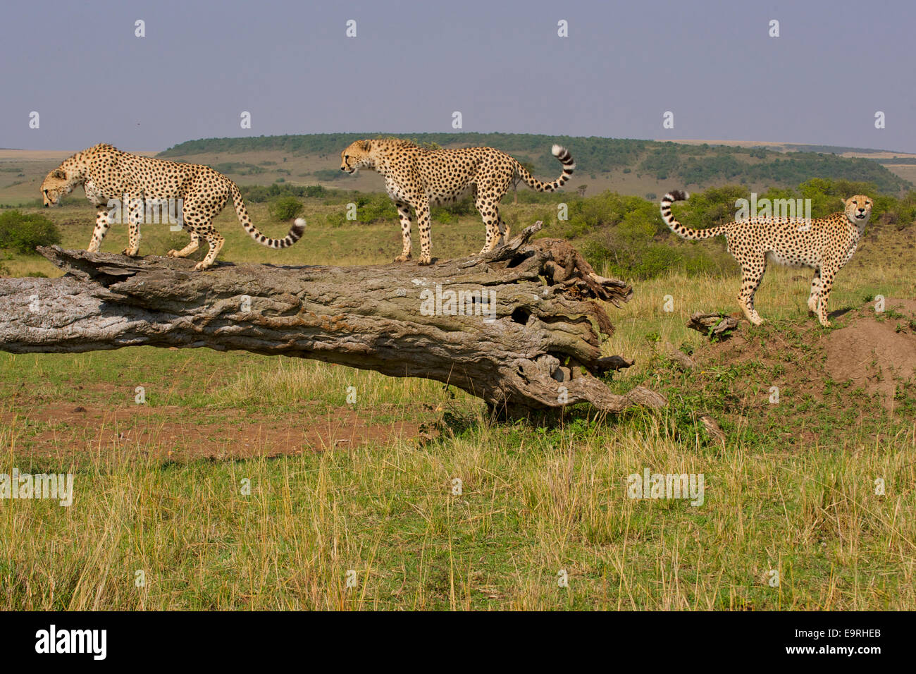 Ghepardo (Acinonyx jubatus) coalizione di tre fratelli checking out profumo segni su un albero morto, durante il loro quotidiano servizio di pattuglia. Foto Stock