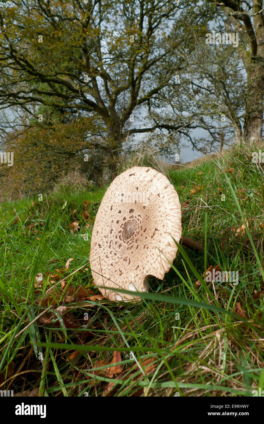 Carmarthenshire, Wales UK. 1 novembre 2014. Un ombrellone di funghi commestibili 'Macro Lepiota procera' cresce in un campo erboso su un mite autunno mattina. Il tempo il primo giorno di novembre continua a essere mite con una miscela di cieli grigi, soleggiato incantesimi e docce occasionali nelle zone rurali del Galles Carmarthenshire UK. Kathy deWitt/Alamy Live News Foto Stock