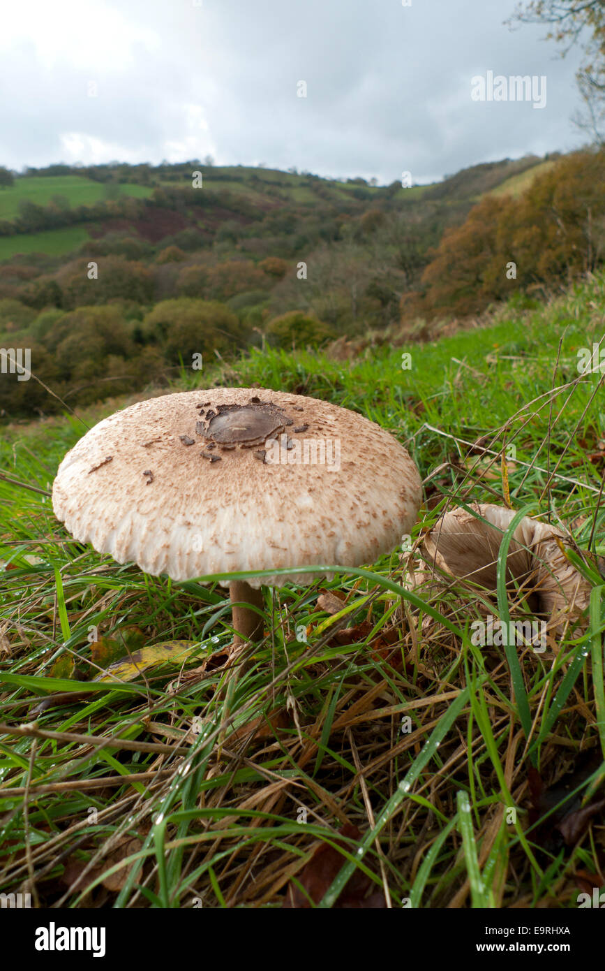 Carmarthenshire, Wales UK. 1 novembre 2014. Un ombrellone di funghi commestibili 'Macro Lepiota procera' cresce in un campo erboso su un mite autunno mattina. Il tempo il primo giorno di novembre continua a essere mite con una miscela di cieli grigi, soleggiato incantesimi e docce occasionali nelle zone rurali del Galles Carmarthenshire UK. Kathy deWitt/Alamy Live News Foto Stock
