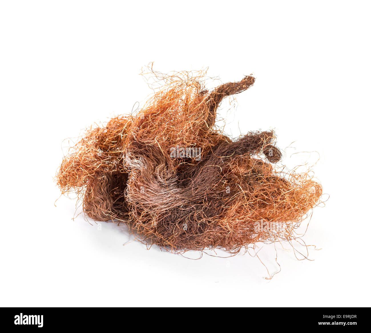 Mais secco seta (Stimmate Maydis) su uno sfondo bianco Foto Stock