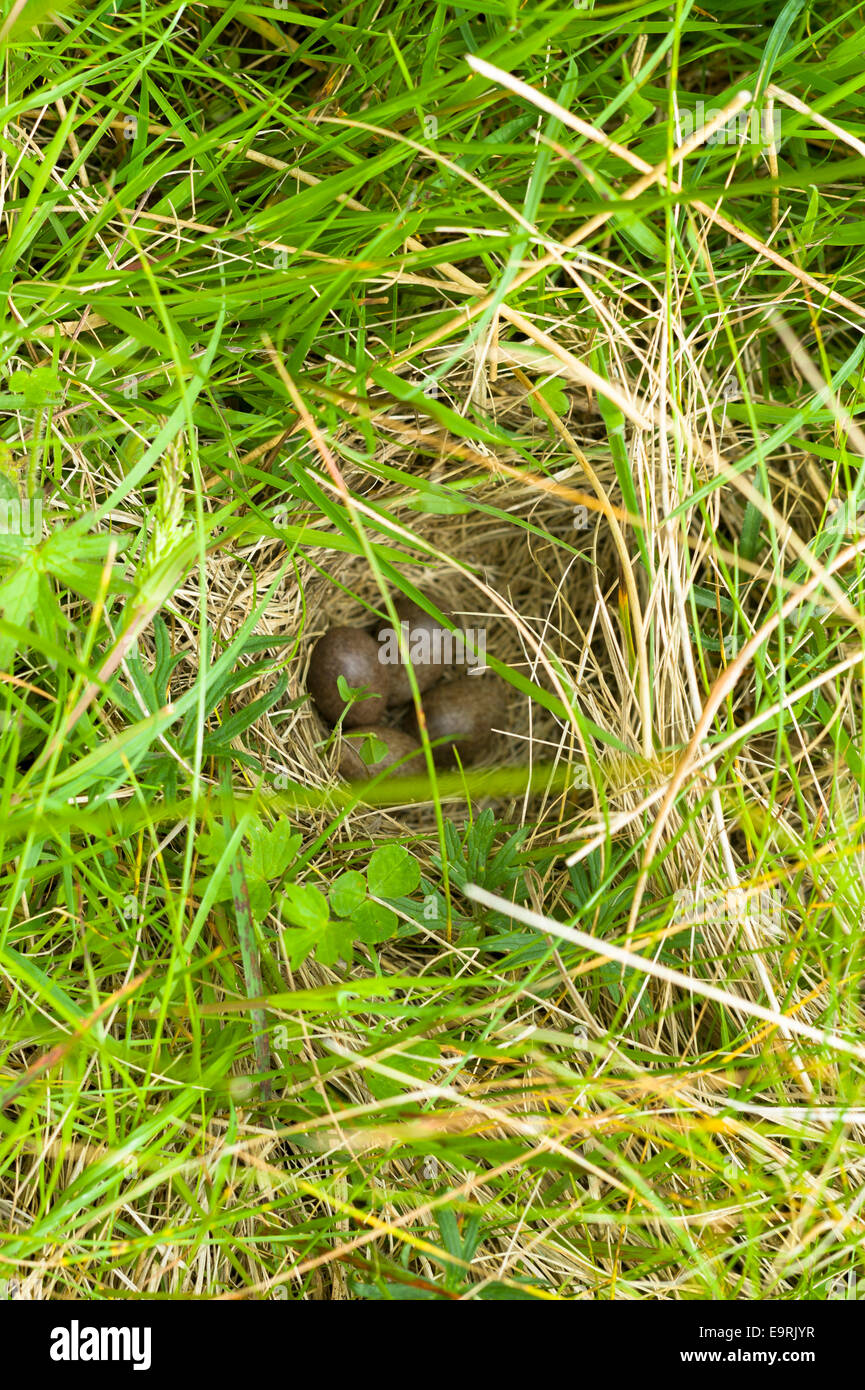 Ben nascosto il nido di quattro le allodole uova utilizzando camuffamento naturale per camuffare durante il nesting in un campo sulla isola di Skye, la Weste Foto Stock