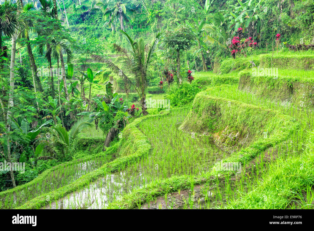Tegallalang terrazze di riso, Ubud, Bali, Indonesia Foto Stock