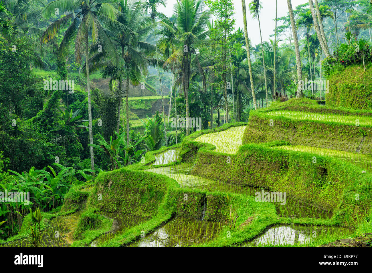 Tegallalang terrazze di riso, Ubud, Bali, Indonesia Foto Stock