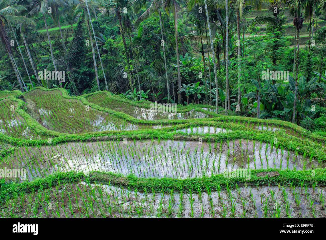 Tegallalang terrazze di riso, Ubud, Bali, Indonesia Foto Stock