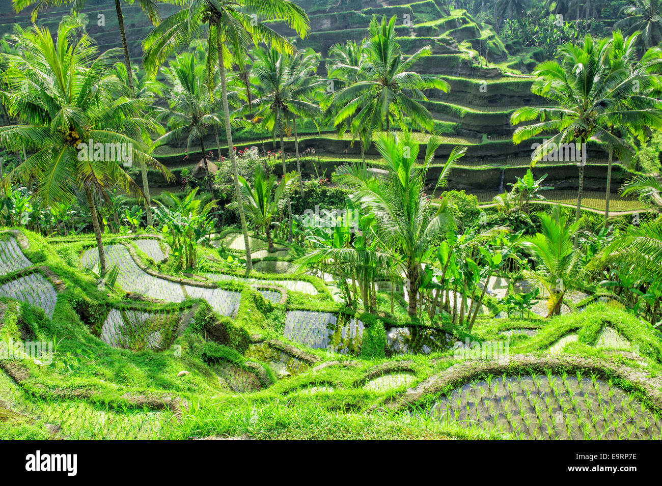Tegallalang terrazze di riso, Ubud, Bali, Indonesia Foto Stock