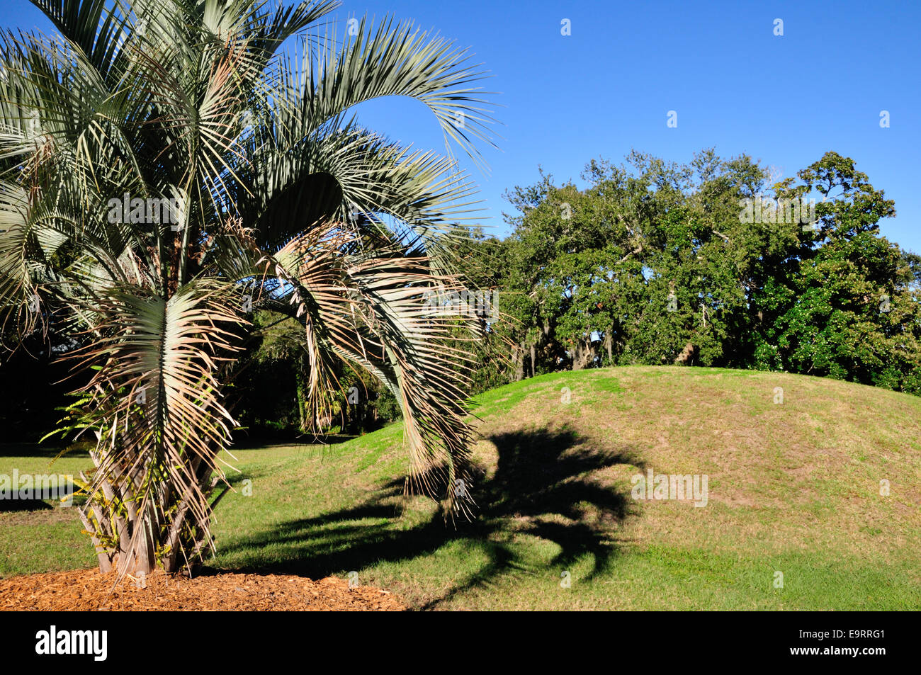 Ormond Indian tumulo, Ormond Beach, Florida centrale. Esso è stato costruito da popoli preistorici qualche tempo dopo il 800 D.C. Foto Stock