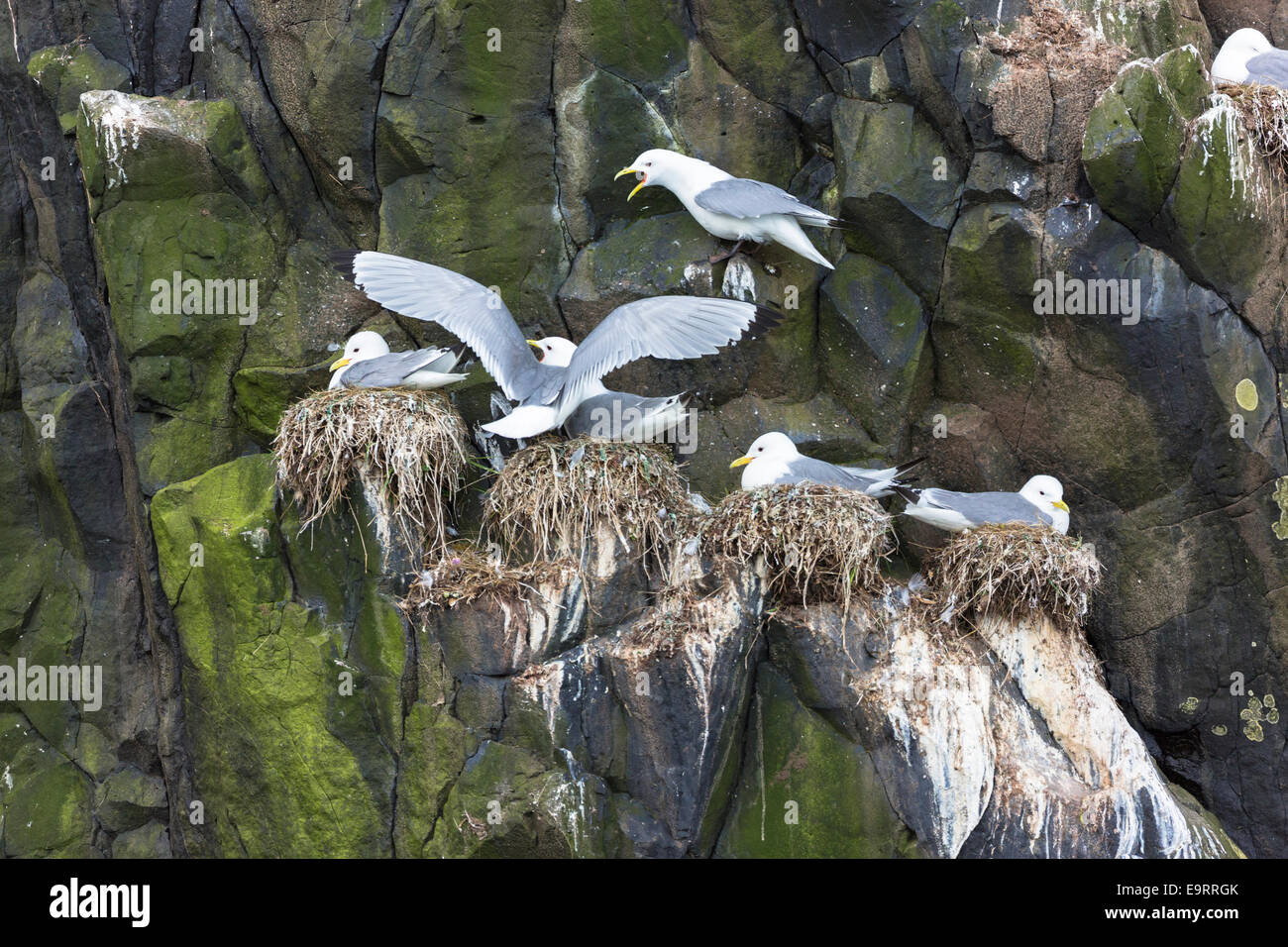 Costiera Kittiwake gabbiani, Rissa tridactyla, in bird colonia nidificazione sulle rocce e bird guano sull isola di canna in una parte della parte interna Eb Foto Stock