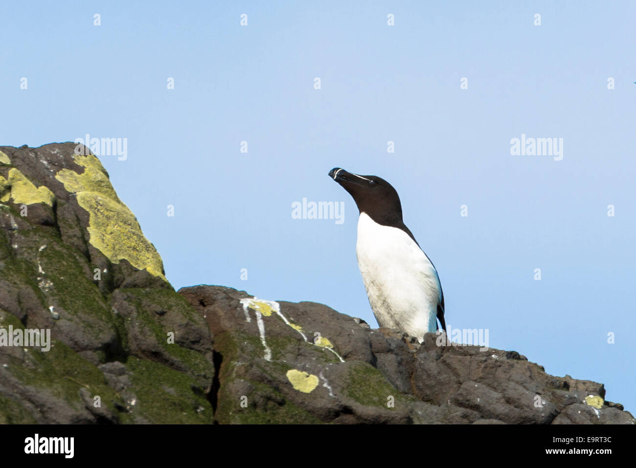 Razorbill uccelli marini, Alca torda, costiere uccello con becco di rasoio sulle rocce sull isola di Canna parte delle Ebridi Interne e Western ISL Foto Stock