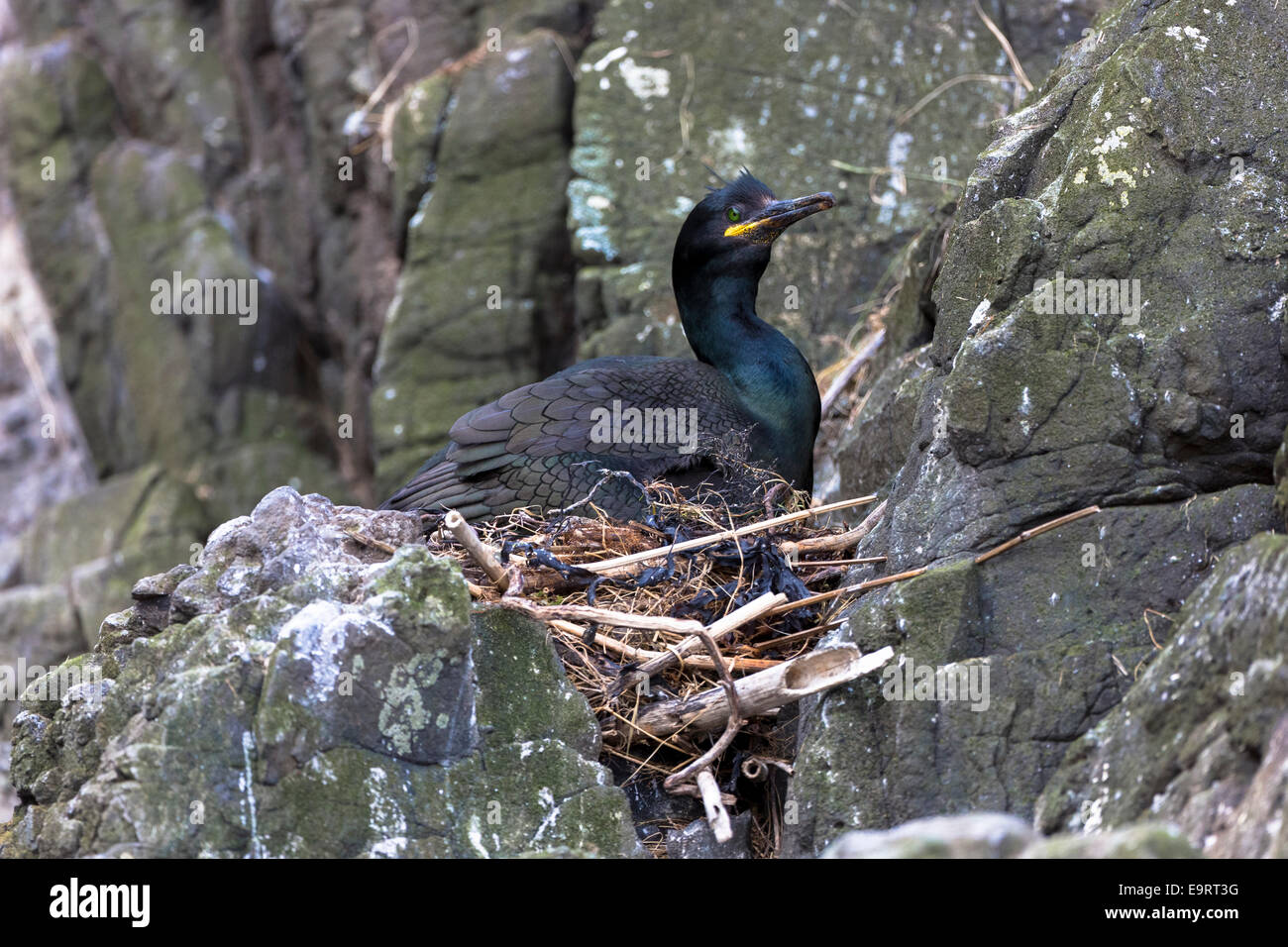 Il marangone dal ciuffo di uccelli costieri, Phalacrocorax aristotelis, nesting sulle rocce sull isola di Canna parte delle Ebridi Interne e Western Isles in Foto Stock