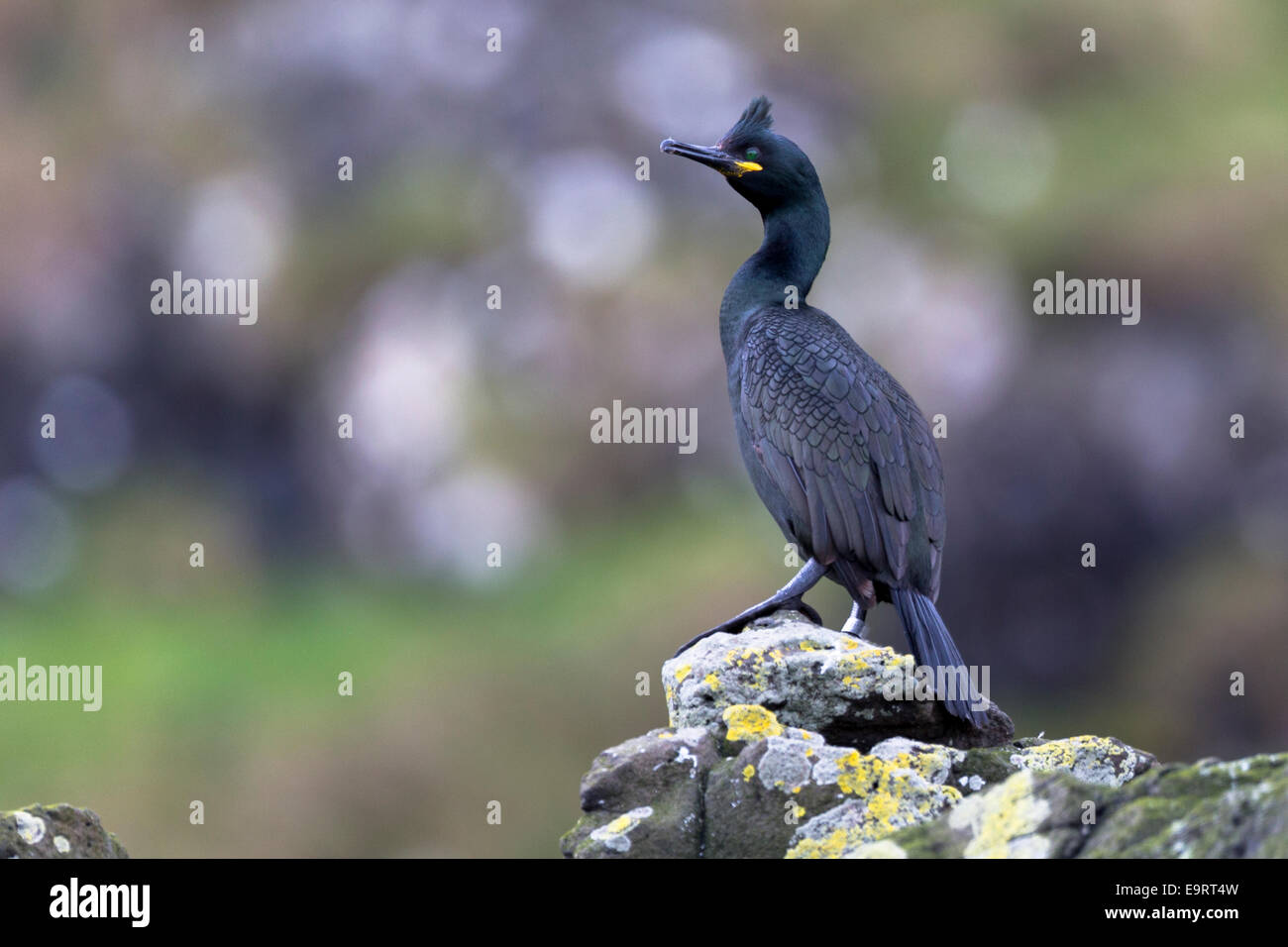 Il marangone dal ciuffo di uccelli costieri, Phalacrocorax aristotelis, sulle rocce sull isola di Canna parte delle Ebridi Interne e Western Isles in West COA Foto Stock