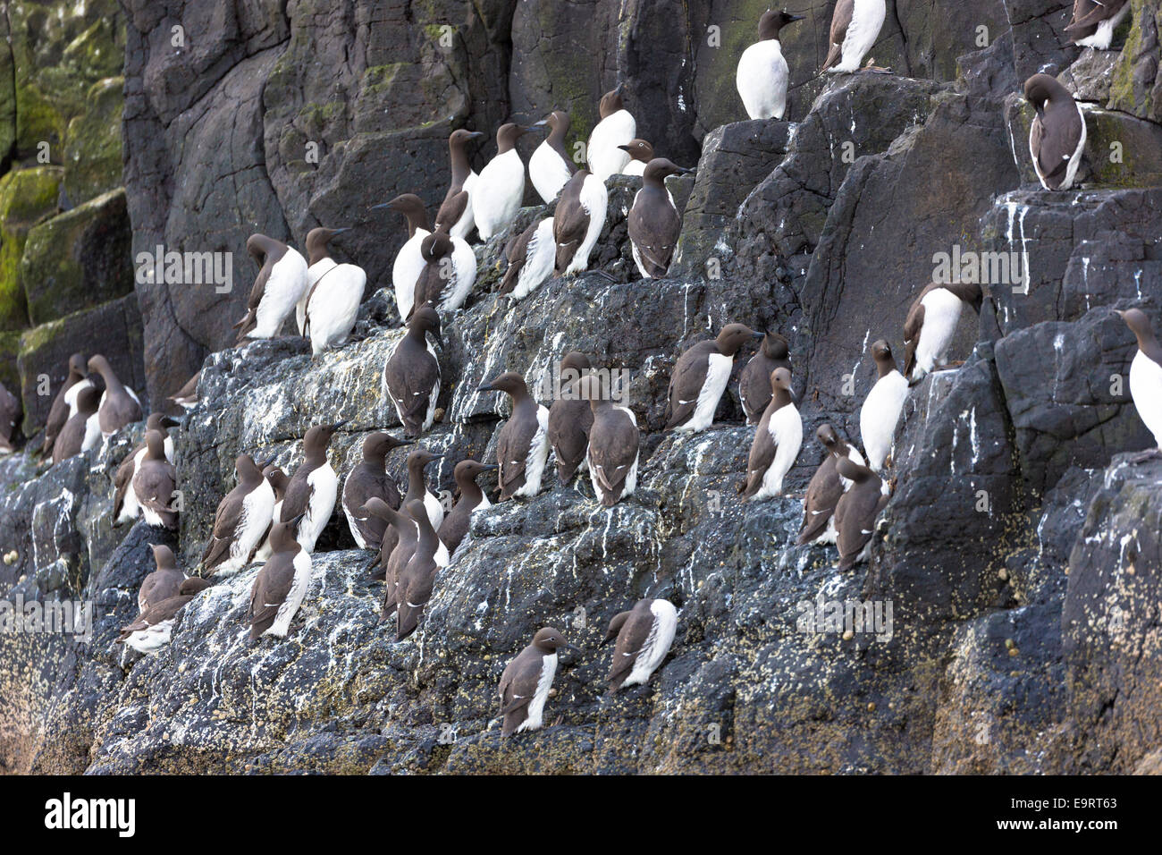 Specie in via di estinzione comuni di Guillemot o Murre comune colonia di uccelli marini, Uria aalge, della famiglia aUK (parte dell'ordine Charadr Foto Stock