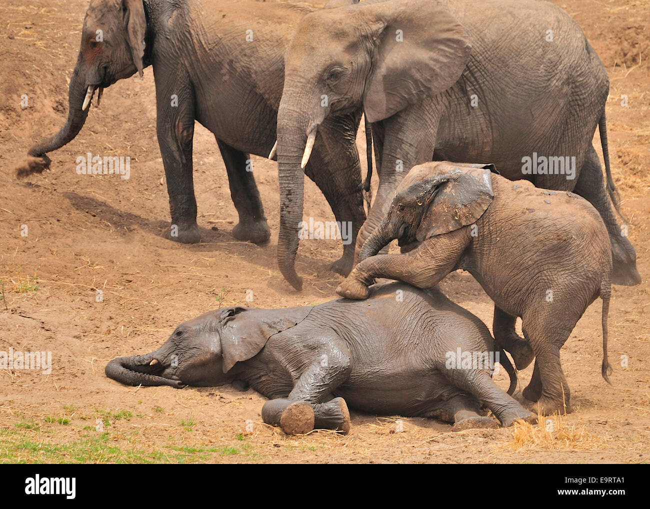 Giovani elefanti godendo la vita e le sciocchezze circa Foto Stock