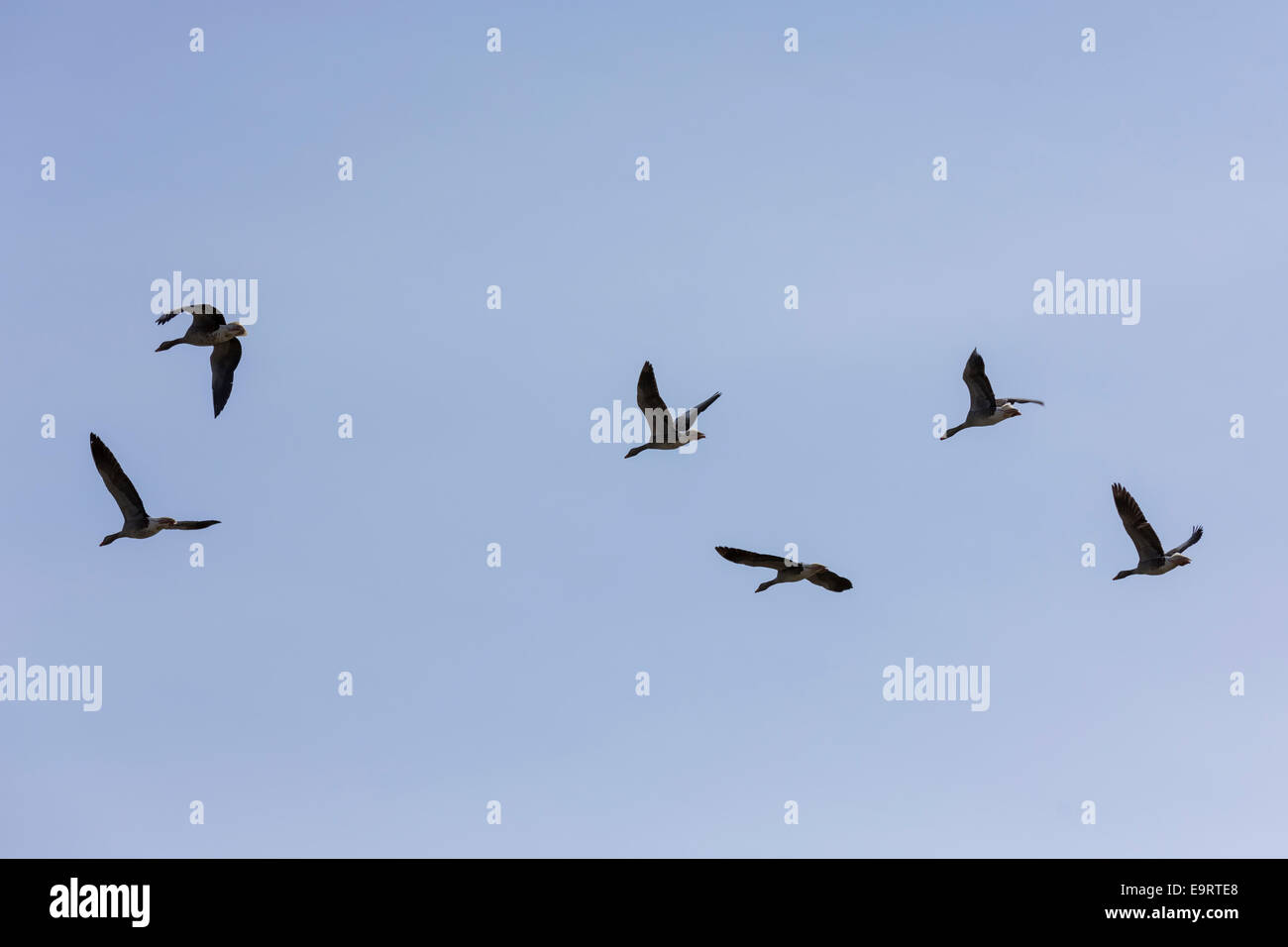 Graylags - wild Graylag oche, Anser anser, in volo sopra Isola di Canna nelle Ebridi Interne e Western Isles della Scozia Foto Stock