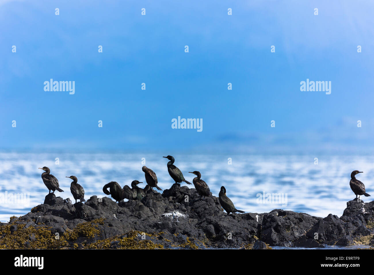 Colonia del cormorano uccelli costieri, Phalacrocorax carbo, sulle rocce sull isola di Canna parte delle Ebridi Interne e Western Isles i Foto Stock