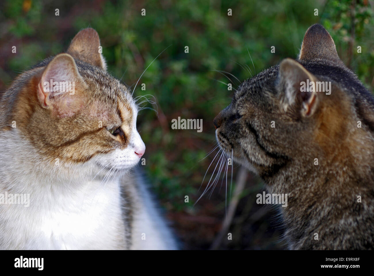 Zwei Katzen Auge in auge Foto Stock