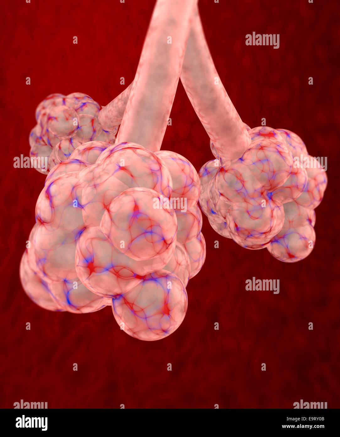 3d alveolo polmonare su sfondo rosso Foto Stock