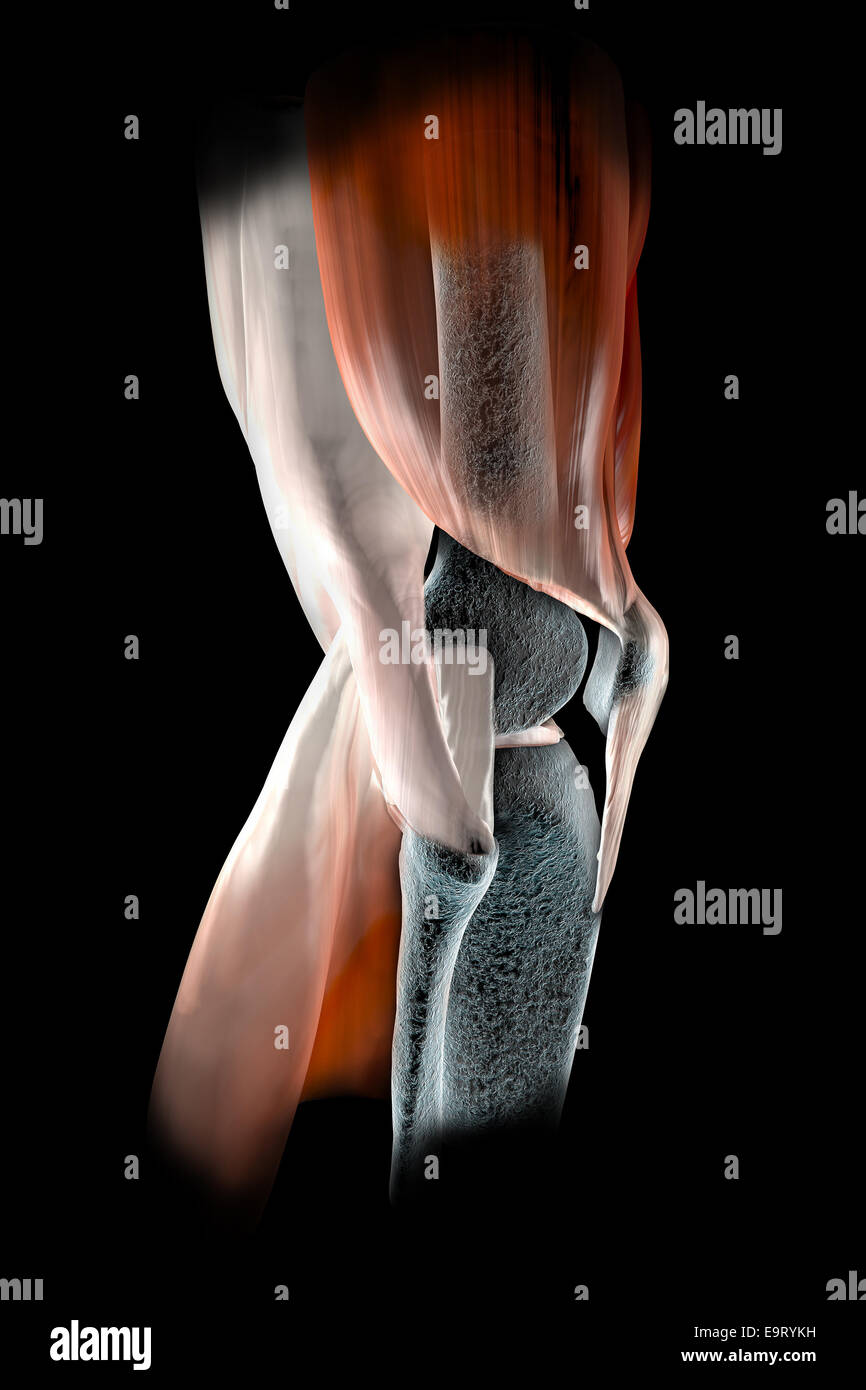 3d i legamenti del ginocchio, tendini, ossa, muscoli x-ray Foto Stock