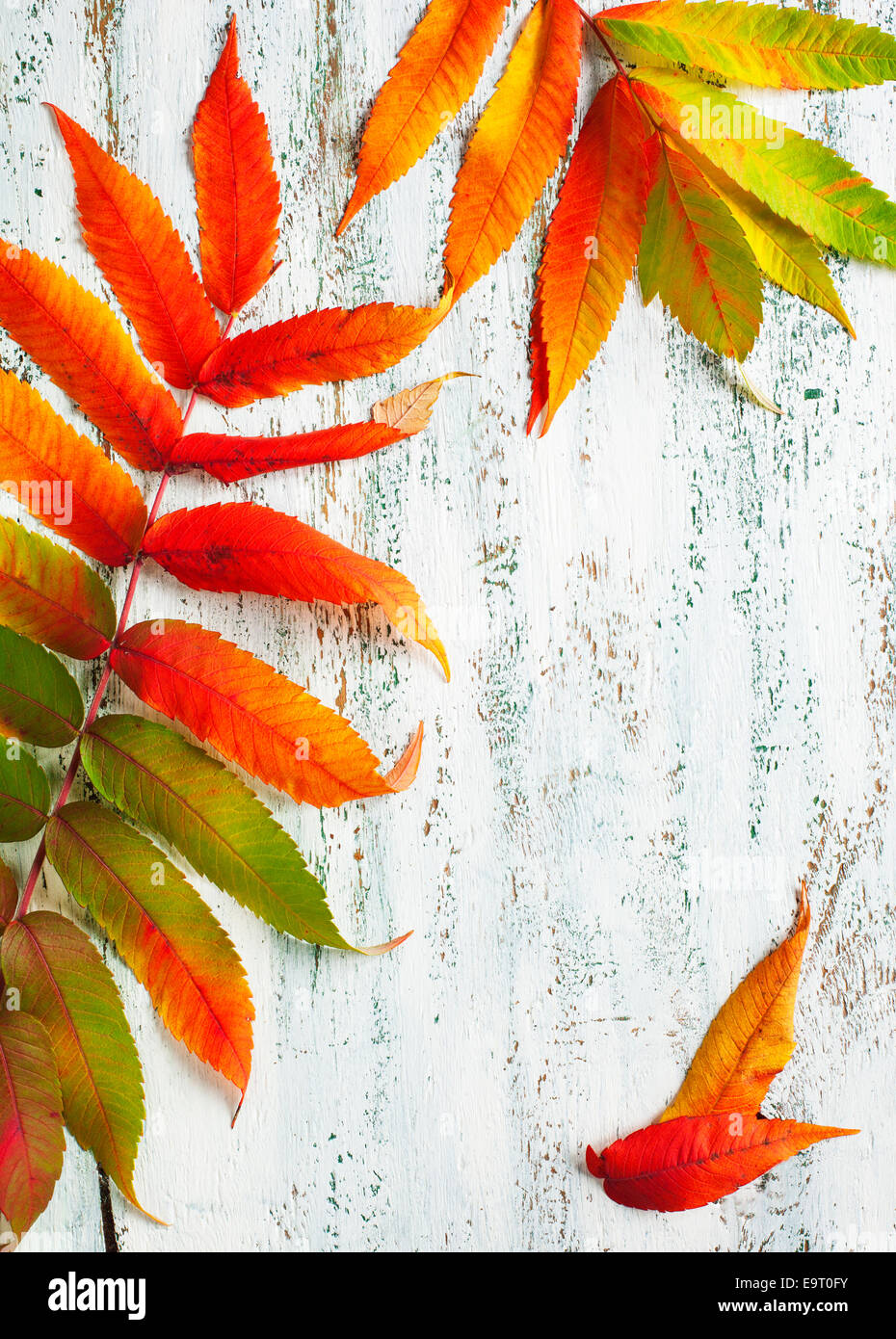 Foglie di autunno Foto Stock