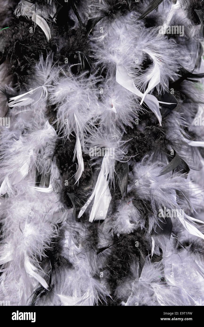 Il Boa di piume nei colori bianco e nero Foto stock - Alamy