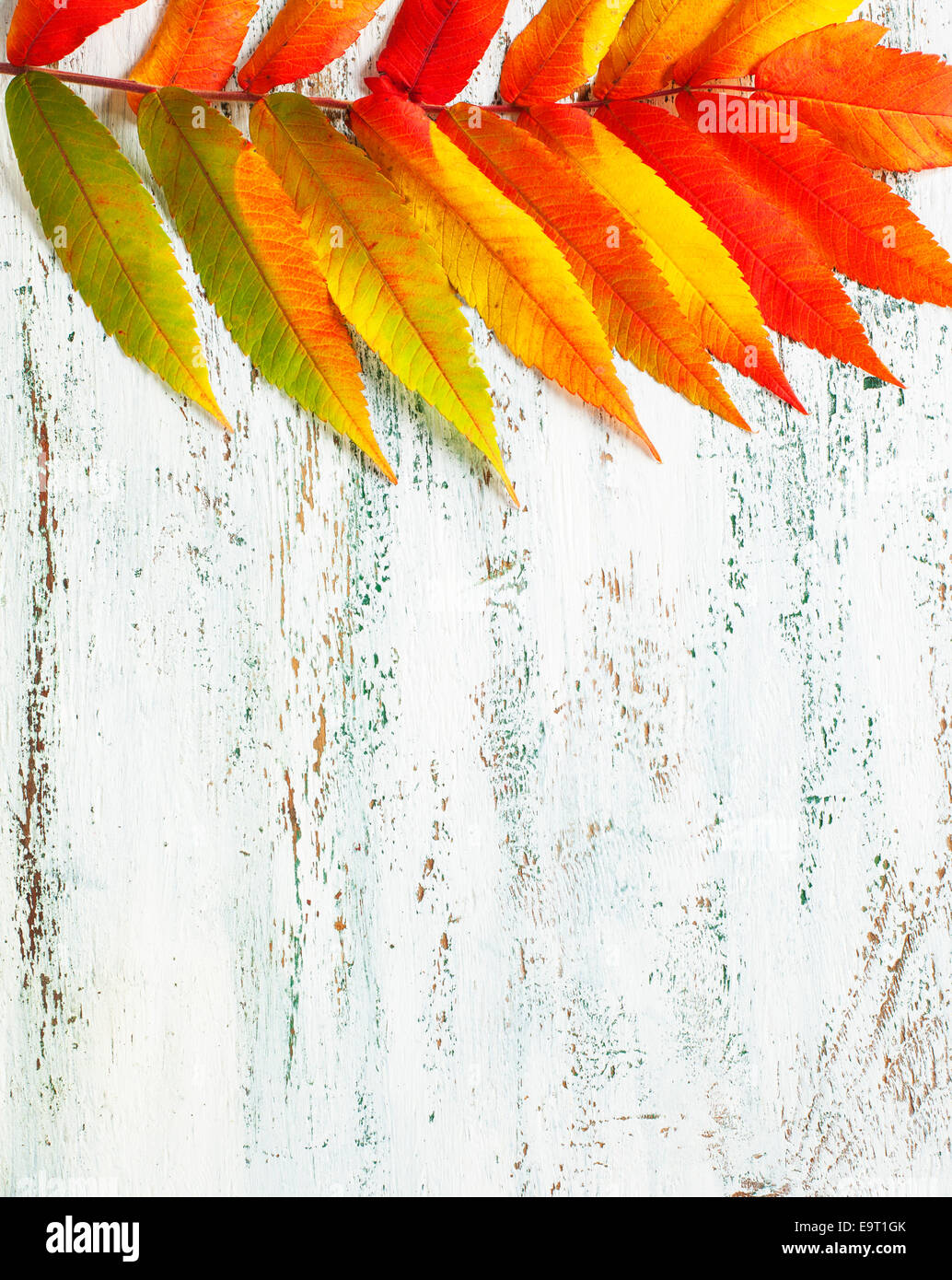 Foglio di autunno Foto Stock