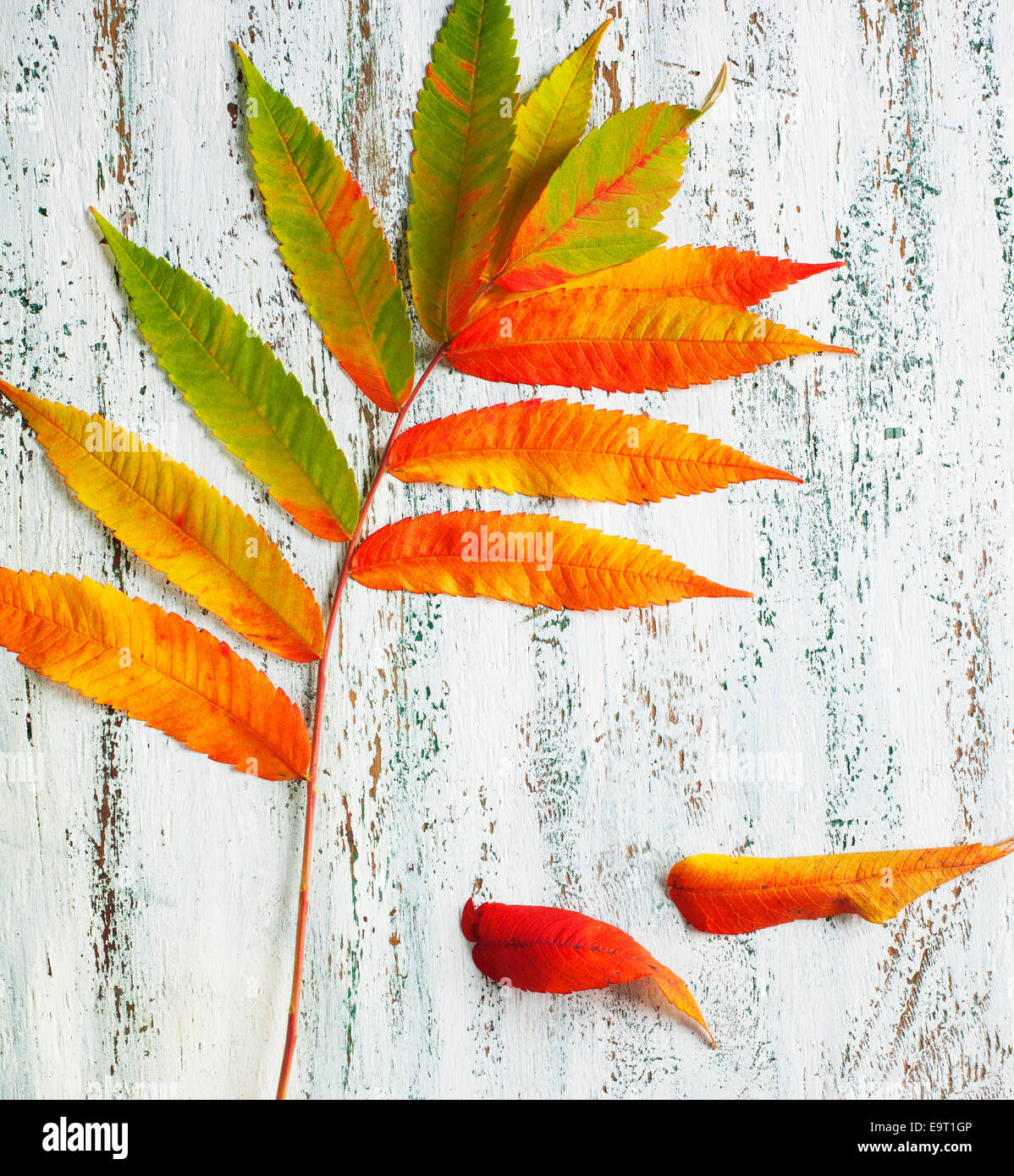 Foglio di autunno Foto Stock