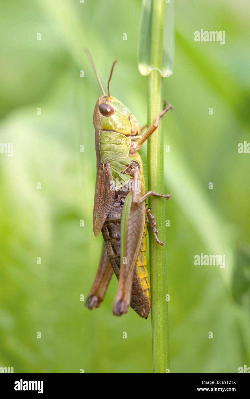 Primo piano di una cavalletta su una foglia Foto Stock