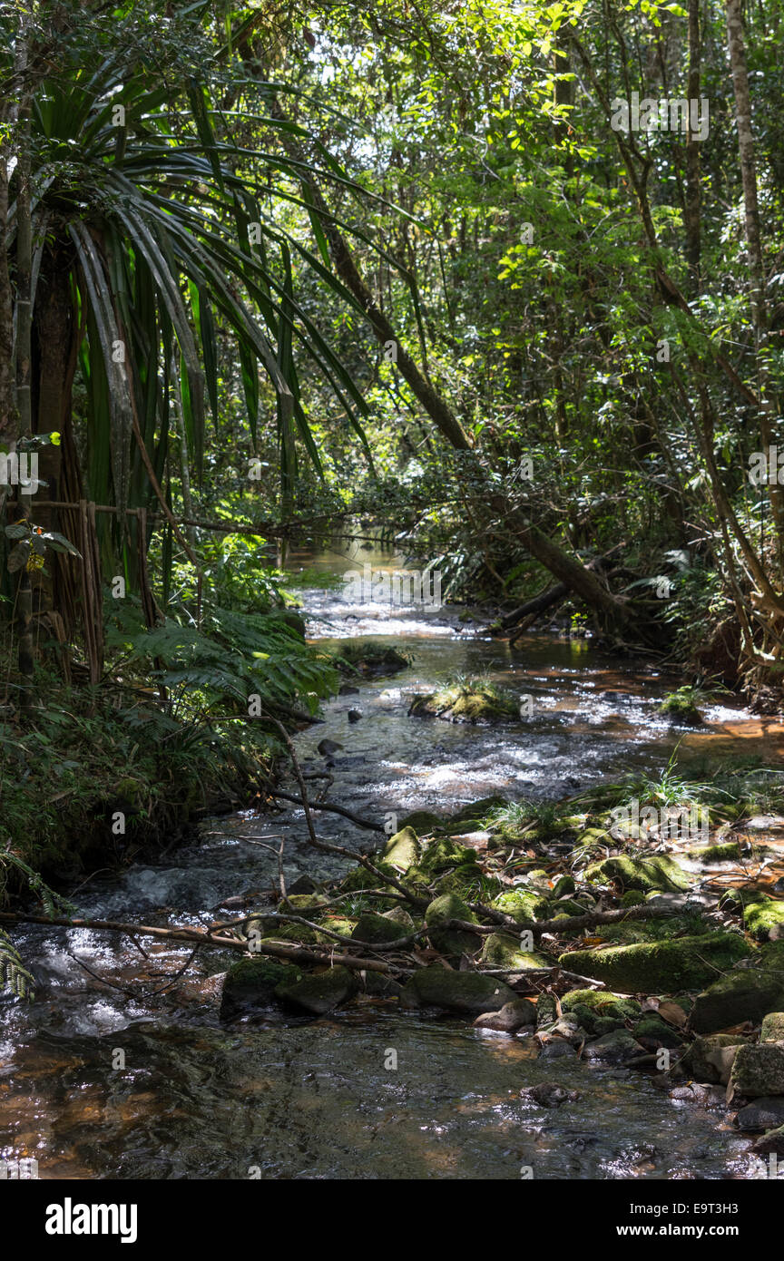 Un piccolo ruscello nelle giungle del Madagascar Foto Stock