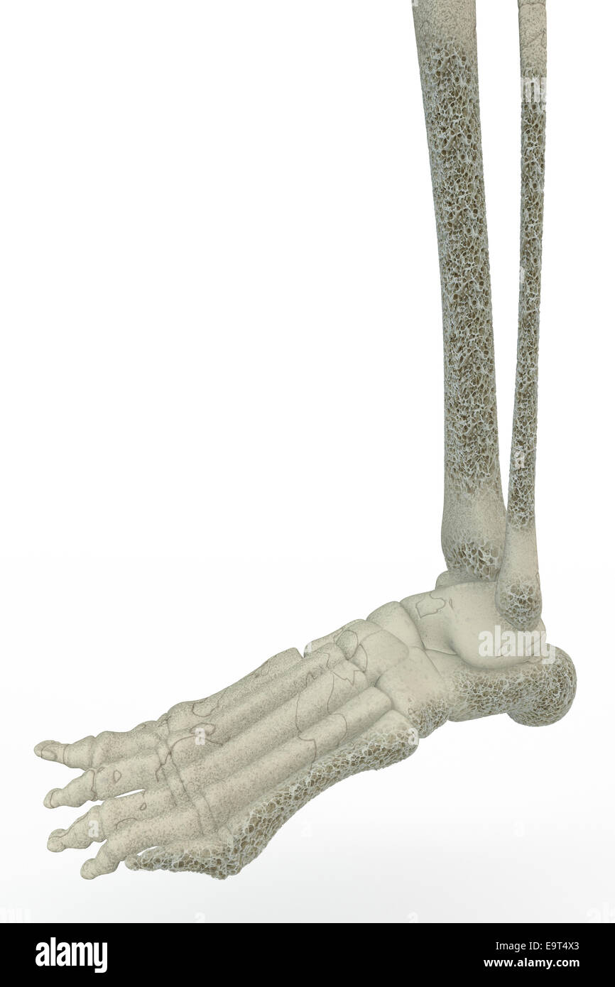 3d illustrazione del piede umano ossa. L'osteoporosi, fragilità ossea, osso affette da osteoporosi visto sotto il microscopio Foto Stock
