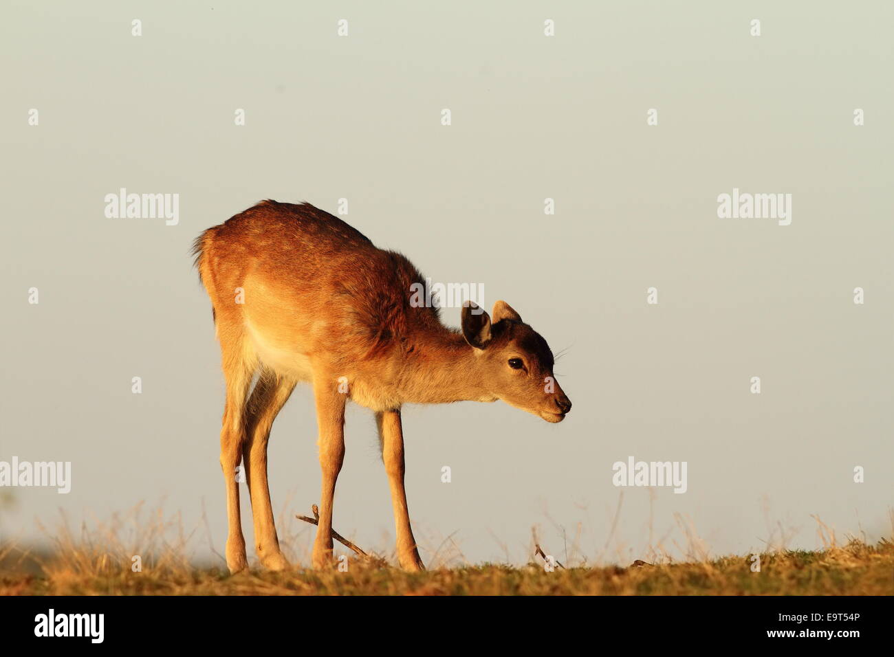 Daini vitello ( Dama ) in bella luce del tramonto Foto Stock
