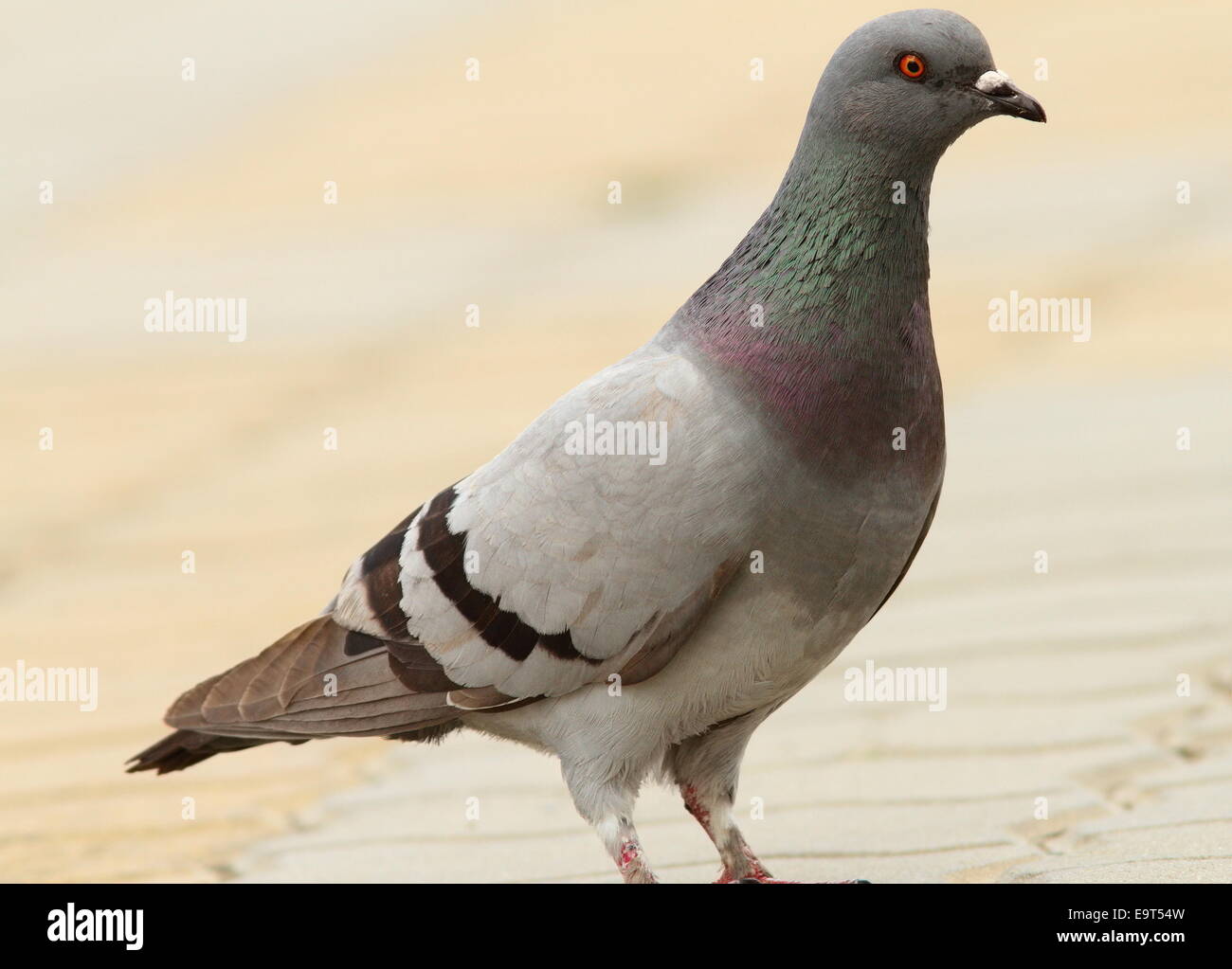 Feral pigeon permanente sulla strada urbana, il fuoco selettivo Foto Stock