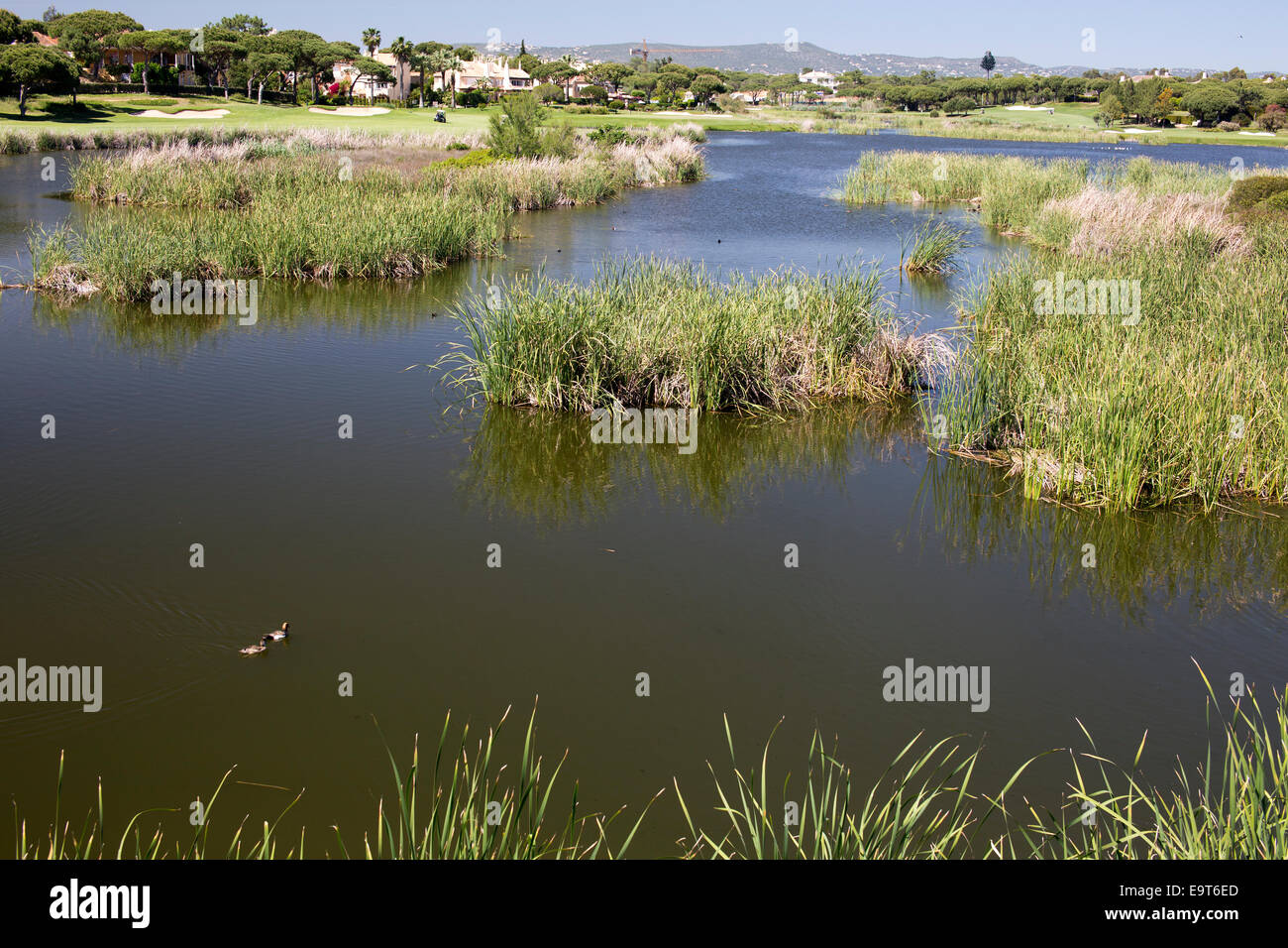 Una coppia di Red-crested Pochard attraversando il lago accanto al campo da golf, Ria Formosa Natura Park, Algarve, Portogallo. Foto Stock