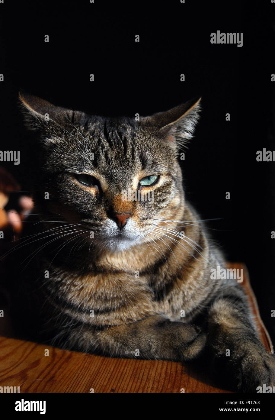 Tabby misti bengala Gatto sdraiato sul legno su sfondo nero guardando infastiditi. Foto Stock