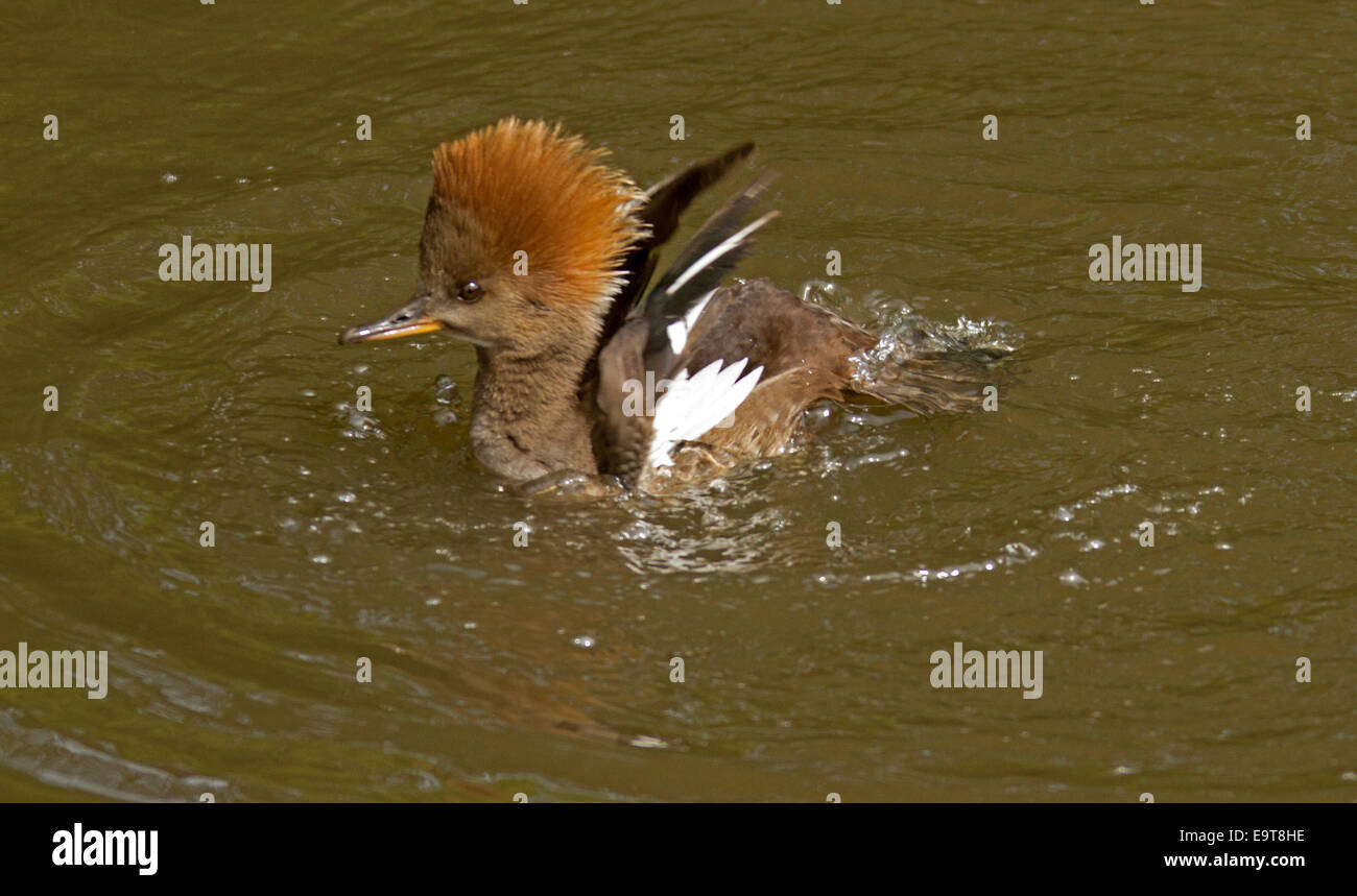 Femmina, smew Mergellus albellus, waterbird attraente con zenzero testa marrone piume erigere & ali schizzi in acqua di lago Foto Stock